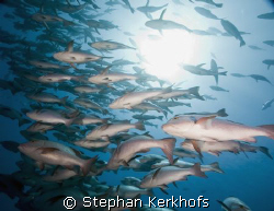 mangrove snappers (lutjanus argentimaculatus)
 taken at ... by Stephan Kerkhofs 